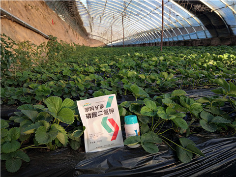 草莓施肥管理，拉姆拉，翠姆