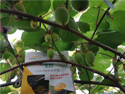 水溶肥，拉姆拉，翠姆