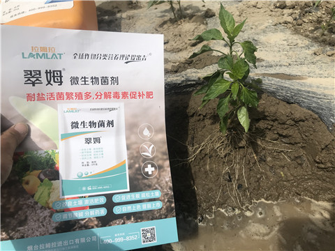 辣椒，拉姆拉，翠姆