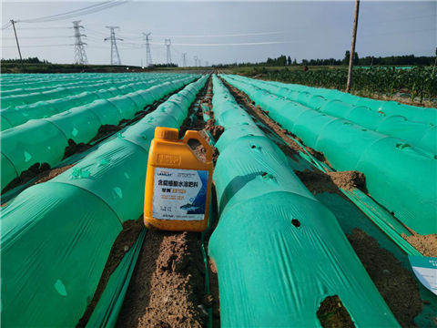 大姜，拉姆拉，翠姆