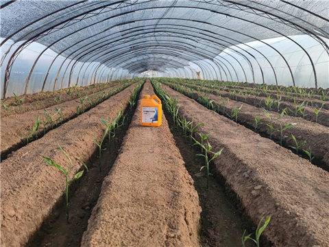 大姜，拉姆拉，翠姆