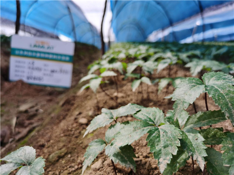 水溶肥，拉姆拉，翠姆