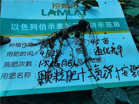 水溶肥，拉姆拉，翠姆