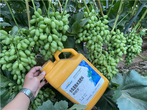 生根劑，翠姆，拉姆拉