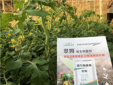 微生物菌劑，翠姆，拉姆拉