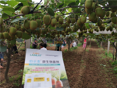 生根劑，翠姆，拉姆拉