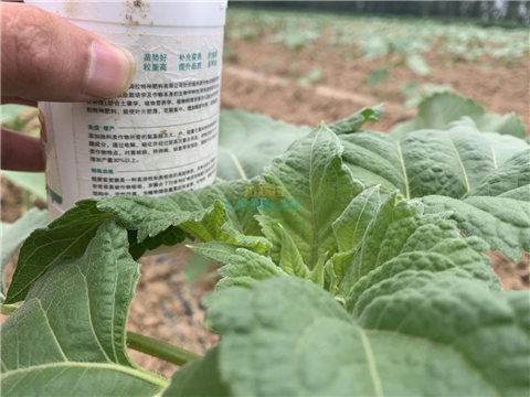 水溶肥，翠姆，拉姆拉