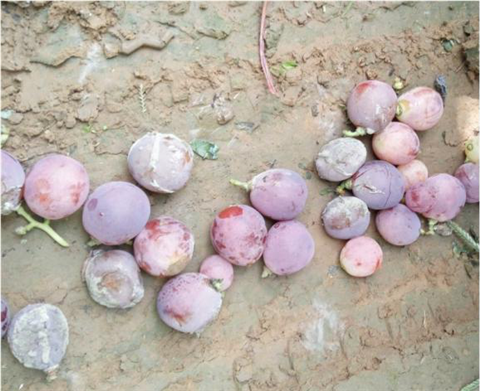 水溶肥，翠姆，拉姆拉