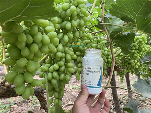 水溶肥，翠姆，拉姆拉