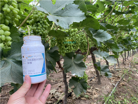 水溶肥，翠姆，拉姆拉