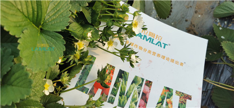 鈣肥，翠姆，拉姆拉