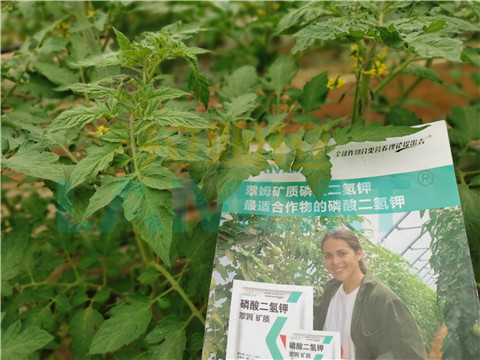 水溶肥，翠姆，拉姆拉