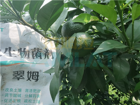 微生物菌劑，翠姆，拉姆拉