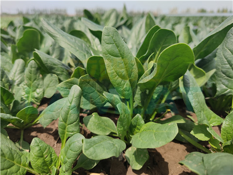 水溶肥，翠姆，拉姆拉