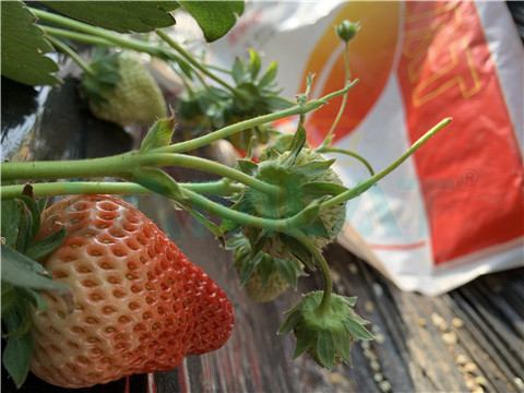 水溶肥，翠姆，拉姆拉