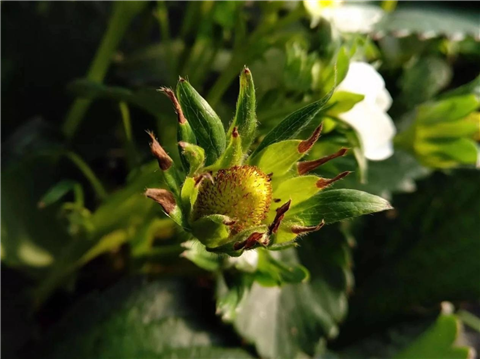 鈣肥，翠姆，拉姆拉