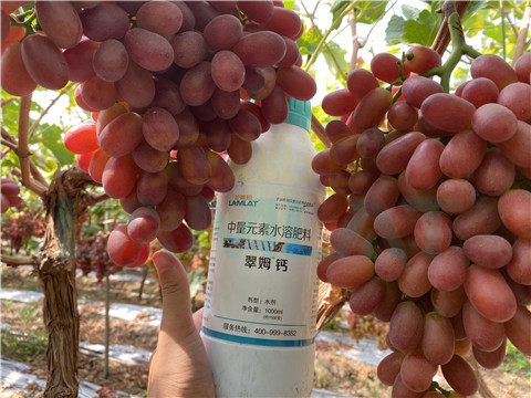 鈣肥，拉姆拉，翠姆