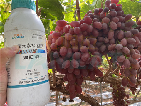 鈣肥，拉姆拉，翠姆