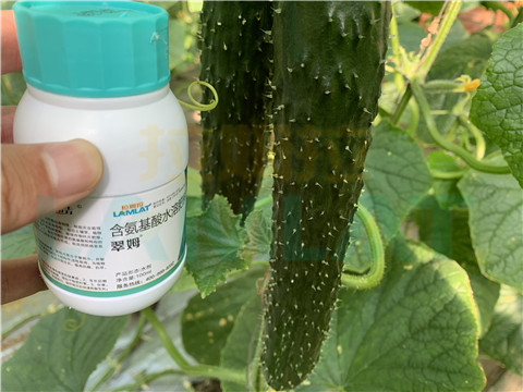 水溶肥，拉姆拉，翠姆