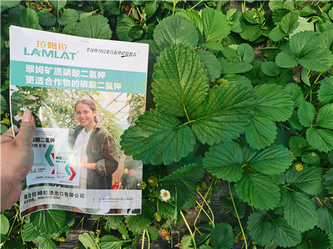 l磷酸二氫鉀，拉姆拉，翠姆