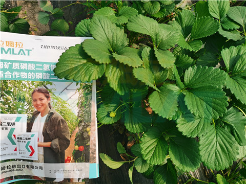 l磷酸二氫鉀，拉姆拉，翠姆