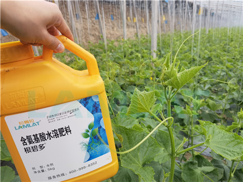 生根劑，拉姆拉，翠姆