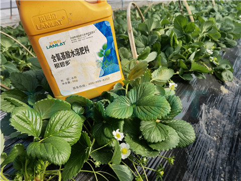 水溶肥，拉姆拉，翠姆