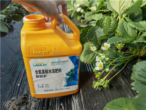 水溶肥，拉姆拉，翠姆