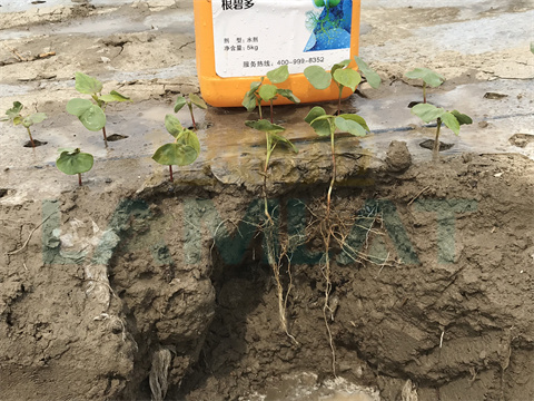 水溶肥，拉姆拉，翠姆