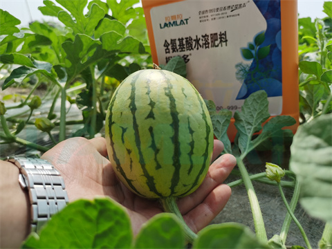 水溶肥，拉姆拉，翠姆