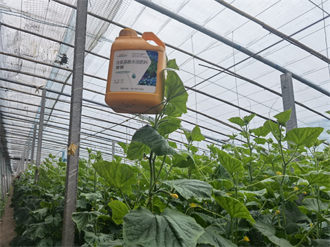 水溶肥，翠姆，拉姆拉