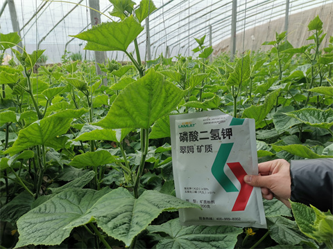 水溶肥，翠姆，拉姆拉