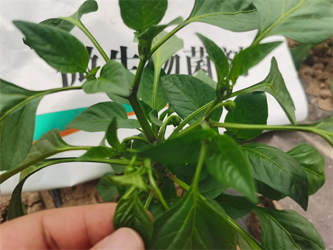 水溶肥，翠姆，拉姆拉