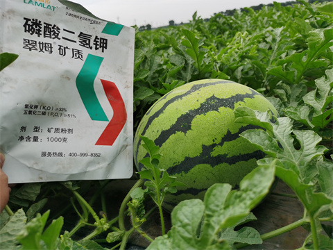 水溶肥，翠姆，拉姆拉