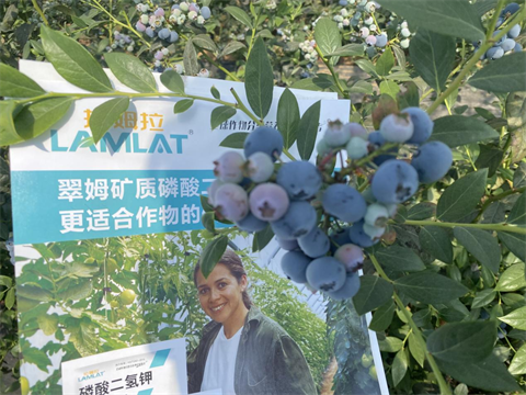 水溶肥,翠姆,藍莓種植 水溶肥,翠姆,藍莓種植