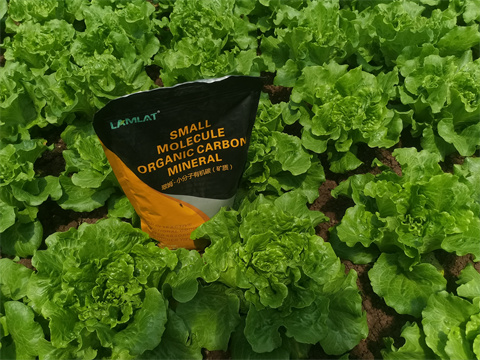 水溶肥廠家,翠姆,生菜種植