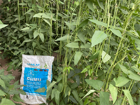 水溶肥品牌,翠姆,豆角種植 水溶肥品牌,翠姆,豆角種植