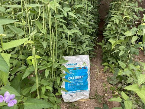 水溶肥品牌,翠姆,豆角種植 水溶肥品牌,翠姆,豆角種植