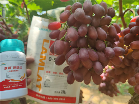 水溶肥,拉姆拉,葡萄水溶肥 水溶肥,拉姆拉,葡萄水溶肥