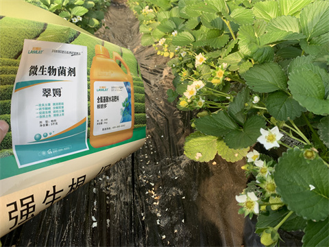 水溶肥價(jià)格，翠姆，草莓水溶肥