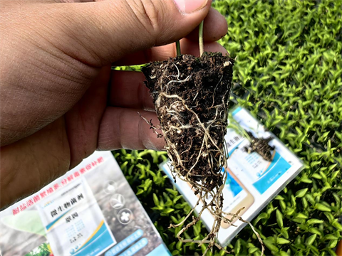 水溶肥,翠姆,辣椒種植 水溶肥,翠姆,辣椒種植