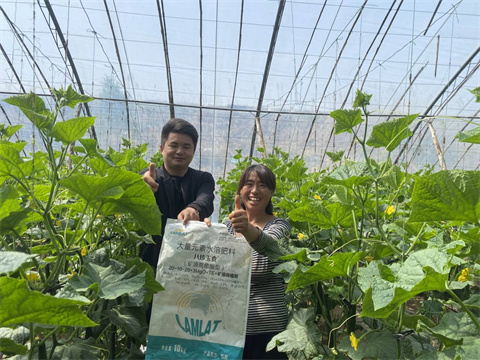 黃瓜種植,水溶肥,八珍玉食