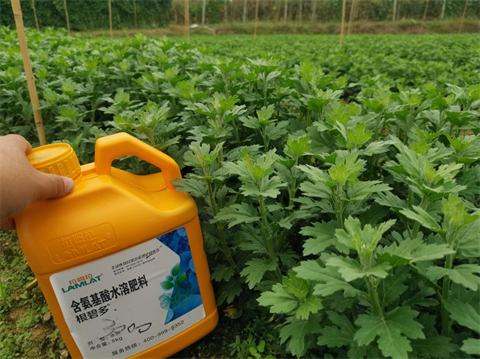 菊花種植,水溶肥廠家，翠姆