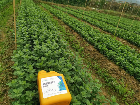 菊花種植,水溶肥廠家，翠姆