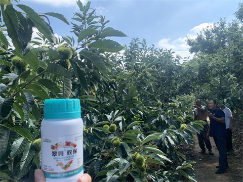 水溶肥品牌,板栗?；ū９?翠姆雙保