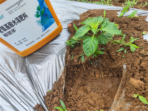 水溶肥廠(chǎng)家,辣椒移栽,翠姆根碧多