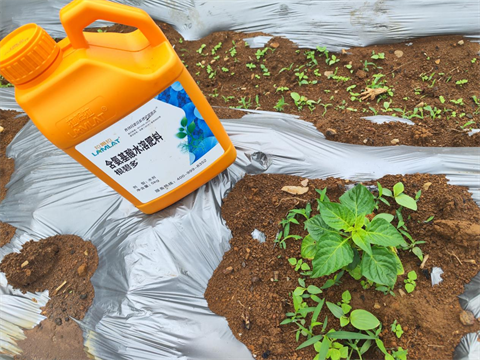 水溶肥廠(chǎng)家,辣椒移栽,翠姆根碧多