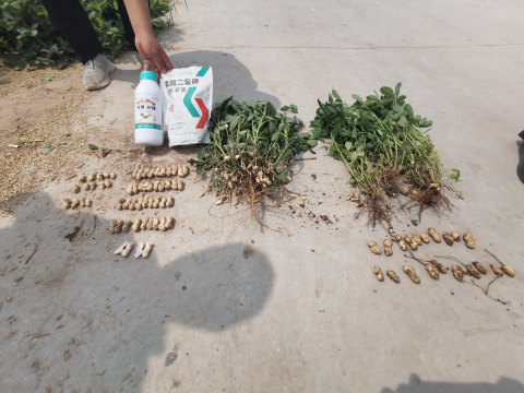 葉面肥廠(chǎng)家,花生種植,翠姆水溶肥