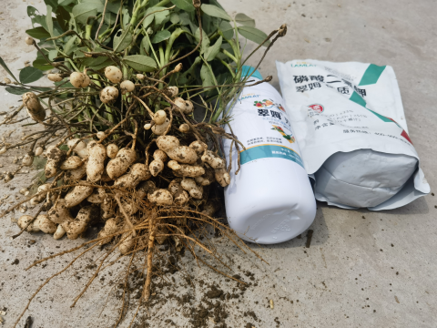 葉面肥廠(chǎng)家,花生種植,翠姆水溶肥