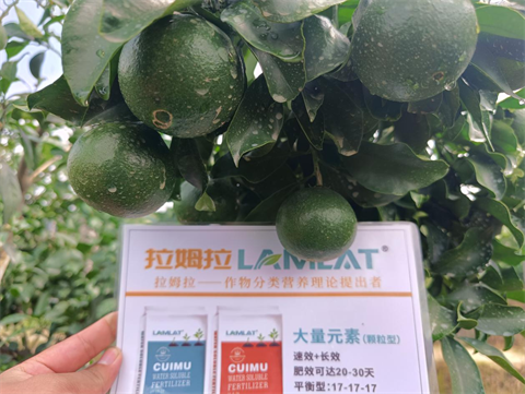 進(jìn)口水溶肥,柑橘種植,翠姆水溶肥 進(jìn)口水溶肥,柑橘種植,翠姆水溶肥